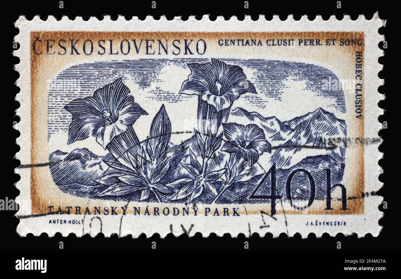 Stamp printed in Czechoslovakia shows gentiana clusii flower, Tatra national park, circa 1957 Stock Photo