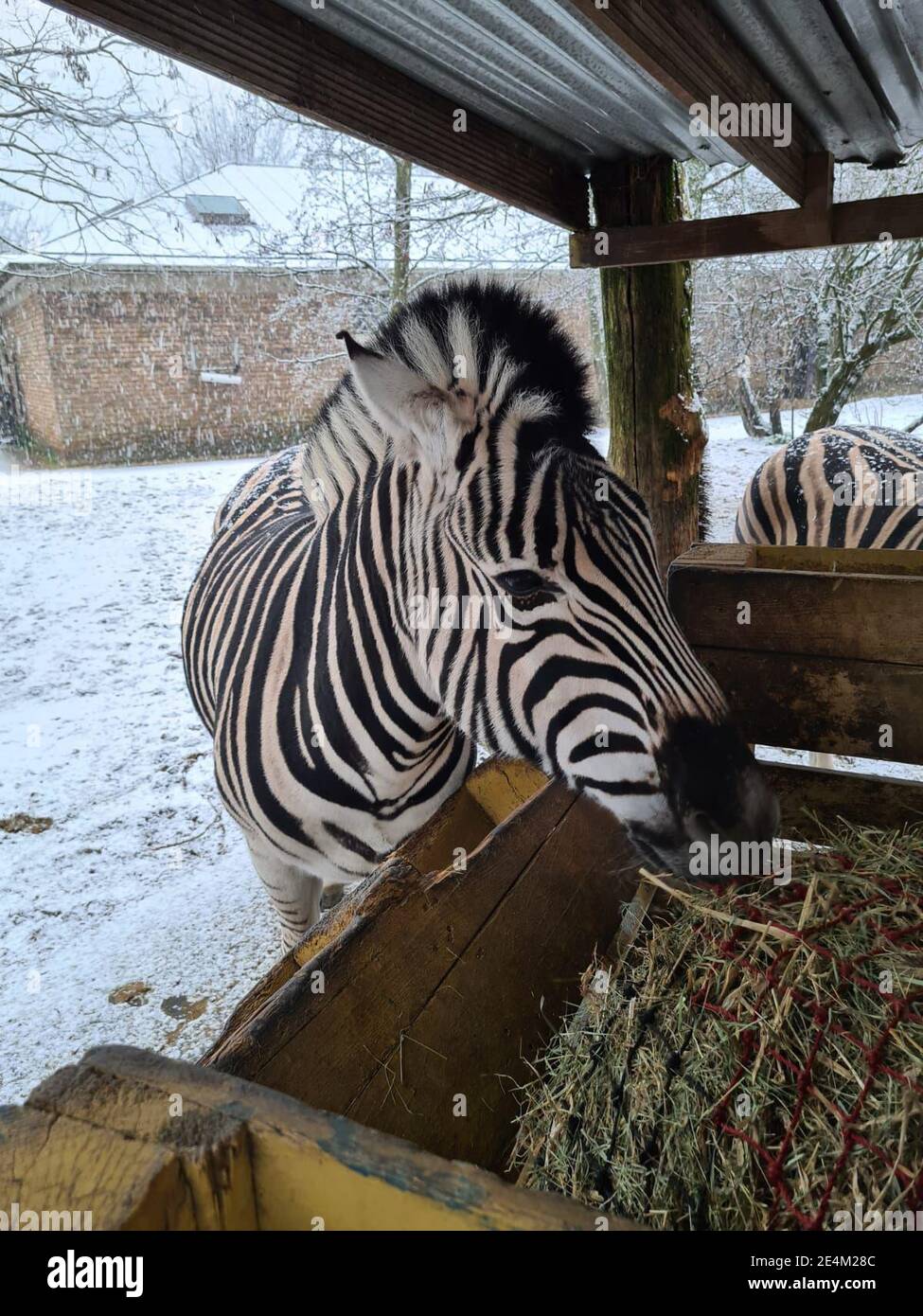 Animals at ZSL London Zoo joined in the flurry of excitement in London  today - as snow fell in the capital. Despite being closed to the public as  part of the January
