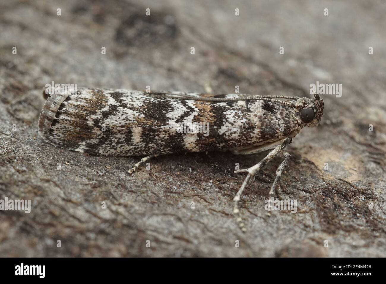 Close up of a small moth, Dioryctria abietella , in Southern France Stock Photo