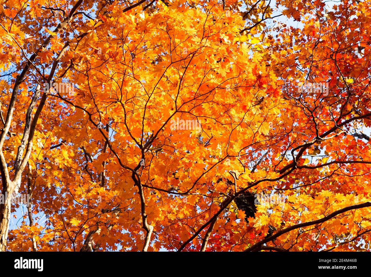Autumn maple leaves background. Branches of an autumn red maple. leaves on a maple tree branch that are turning red and orange in fall. Stock Photo