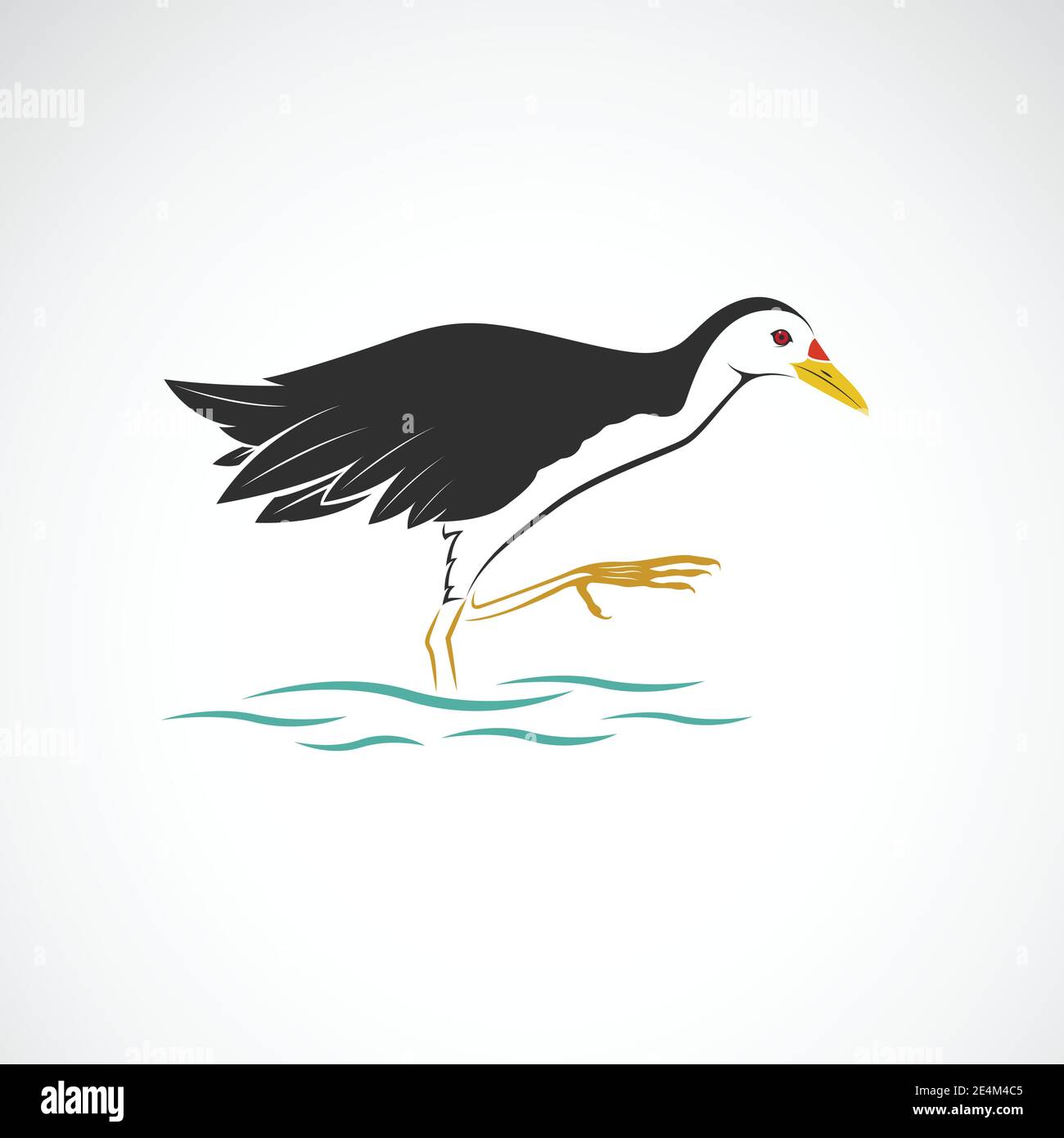 White breasted waterhen isolated on white background. Birds. Animals. Easy editable layered vector illustration. Stock Vector
