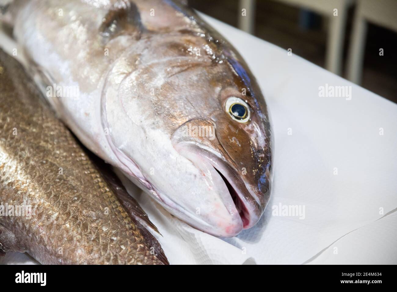 head and face with eye and mouth of fresh raw dead big fish Greater Amberjack, or Seriola Dumerili, on white paper tablecloth on table Stock Photo