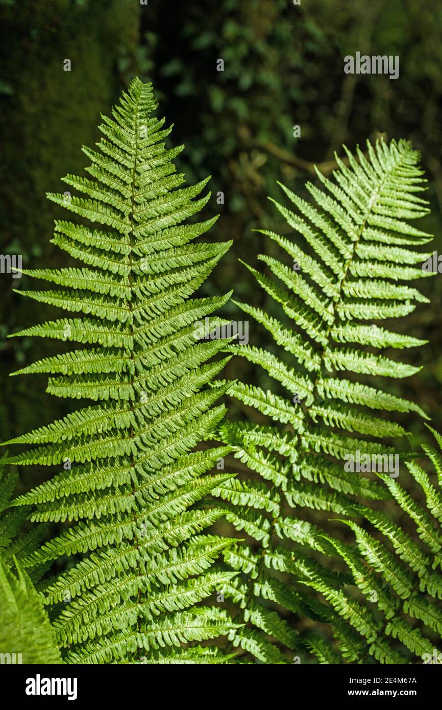 Two woodland ferns hi-res stock photography and images - Alamy