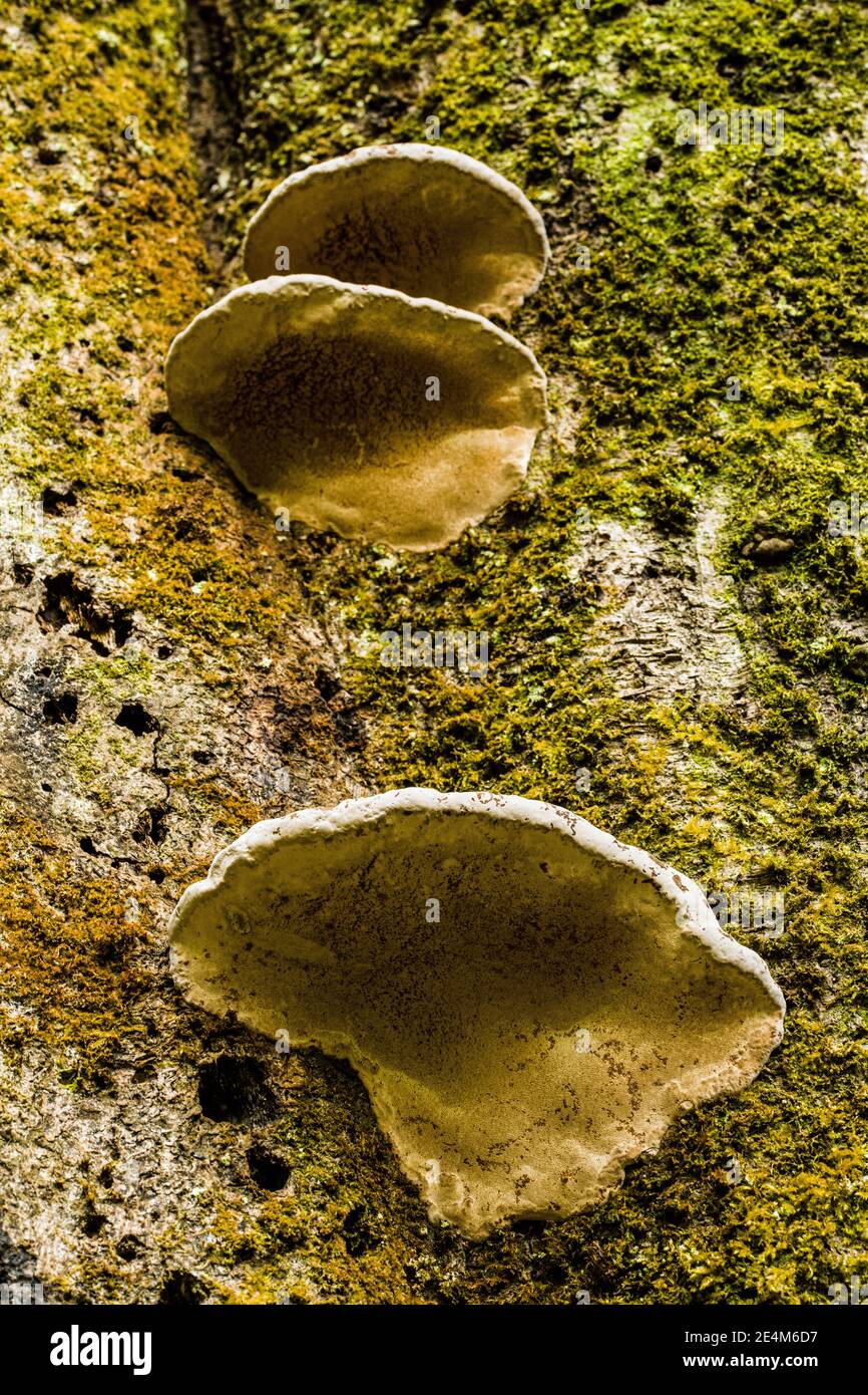 Artists Conk mushroom or fungus, attached to a beech tree in woodlands Stock Photo