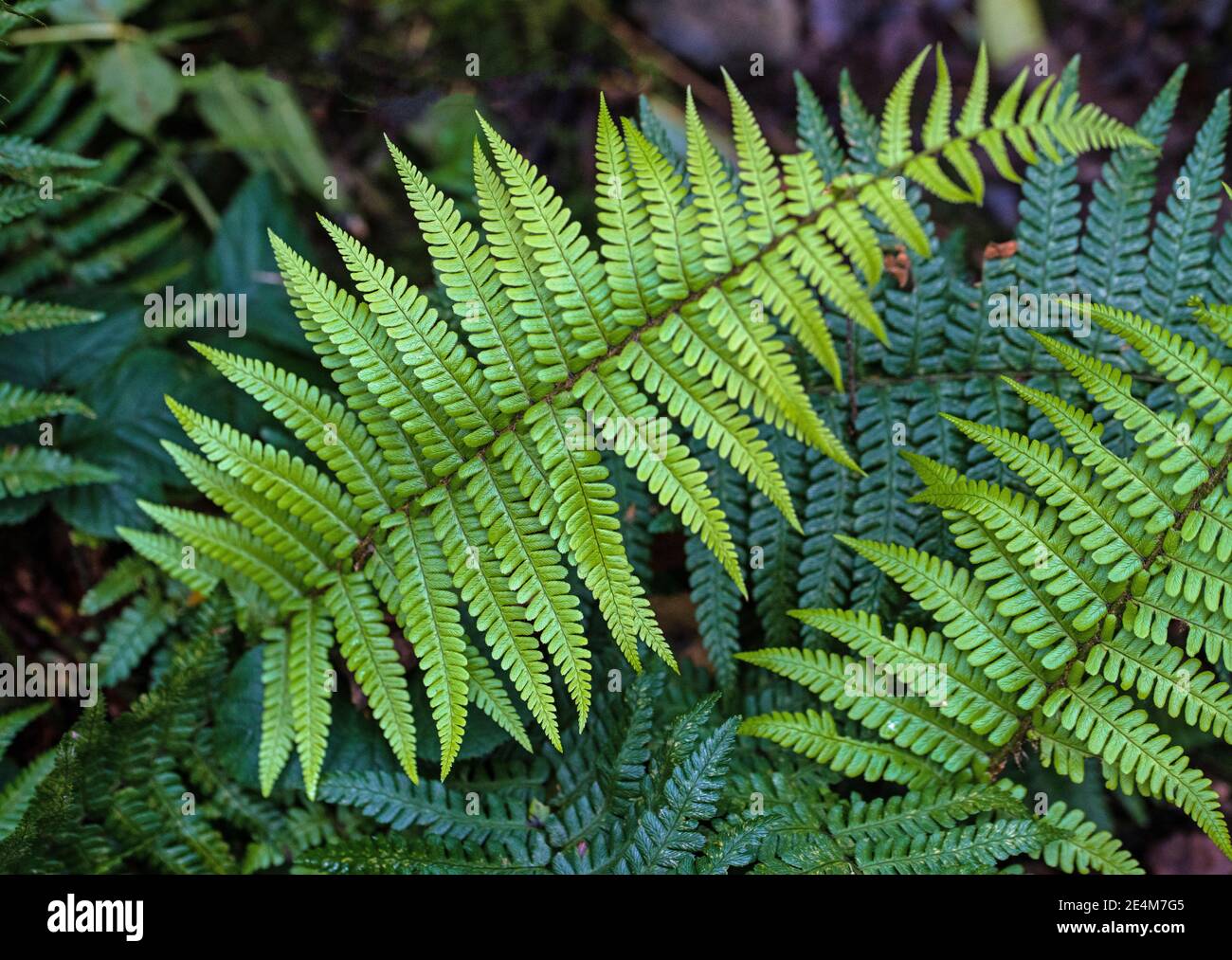 Bright green woodland ferns deep in a woodland in September, close up. Stock Photo