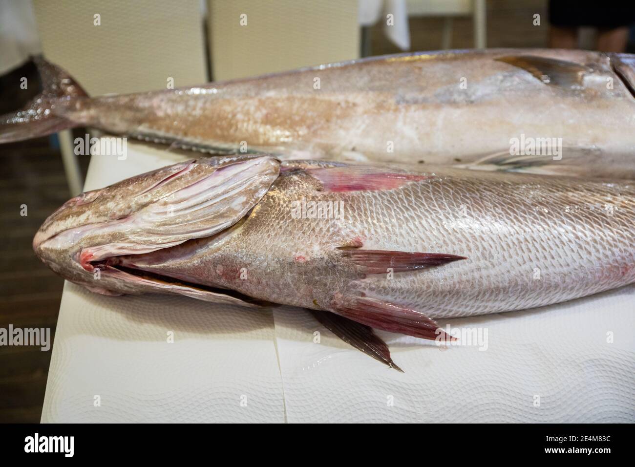 two big fresh raw fish Corvina (croaker, meager, meagre, jewfish) and Greater Amberjack, or Seriola Dumerili, on white paper tablecloth on table Stock Photo