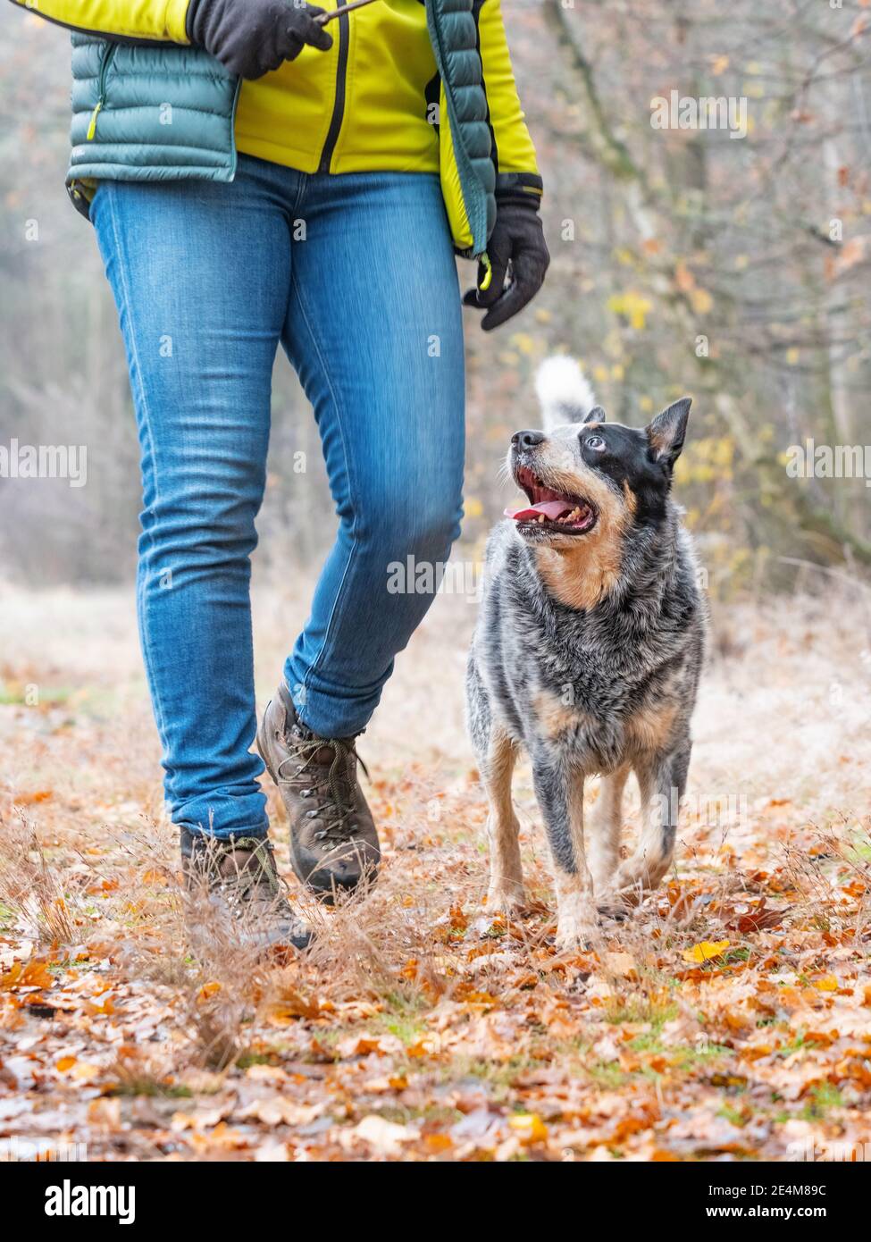 Walking in the woods with a dog breed Australian Blue heeler. Adult strong  adolescent and faithful friend. On the yellow orange autumn background of  Stock Photo - Alamy