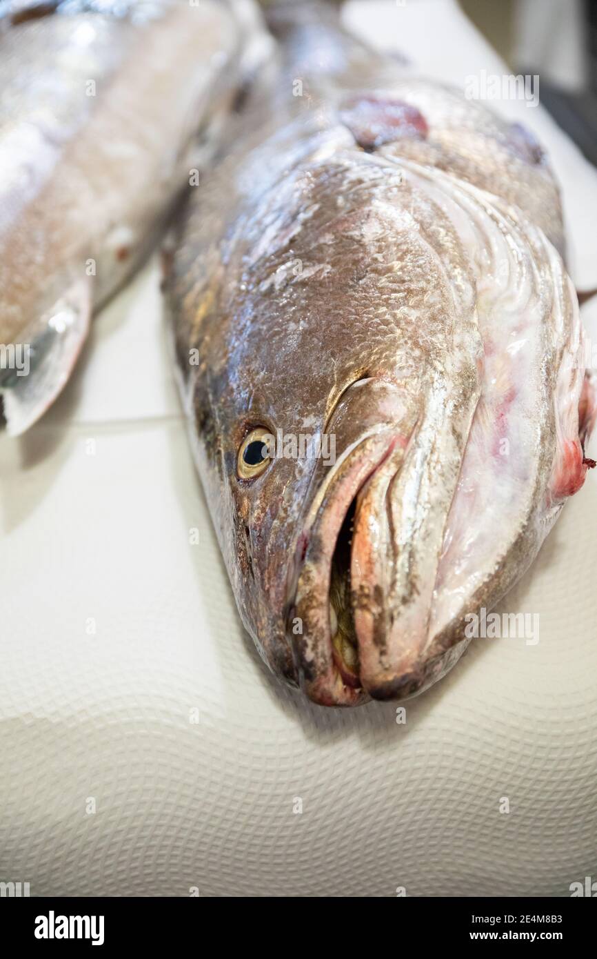 head and face with eye and mouth of fresh raw dead big fish