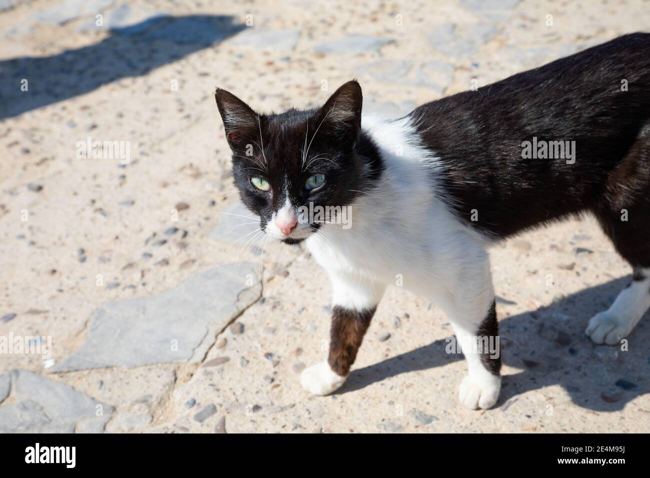 white and black cat watching and walking on the street Stock Photo - Alamy