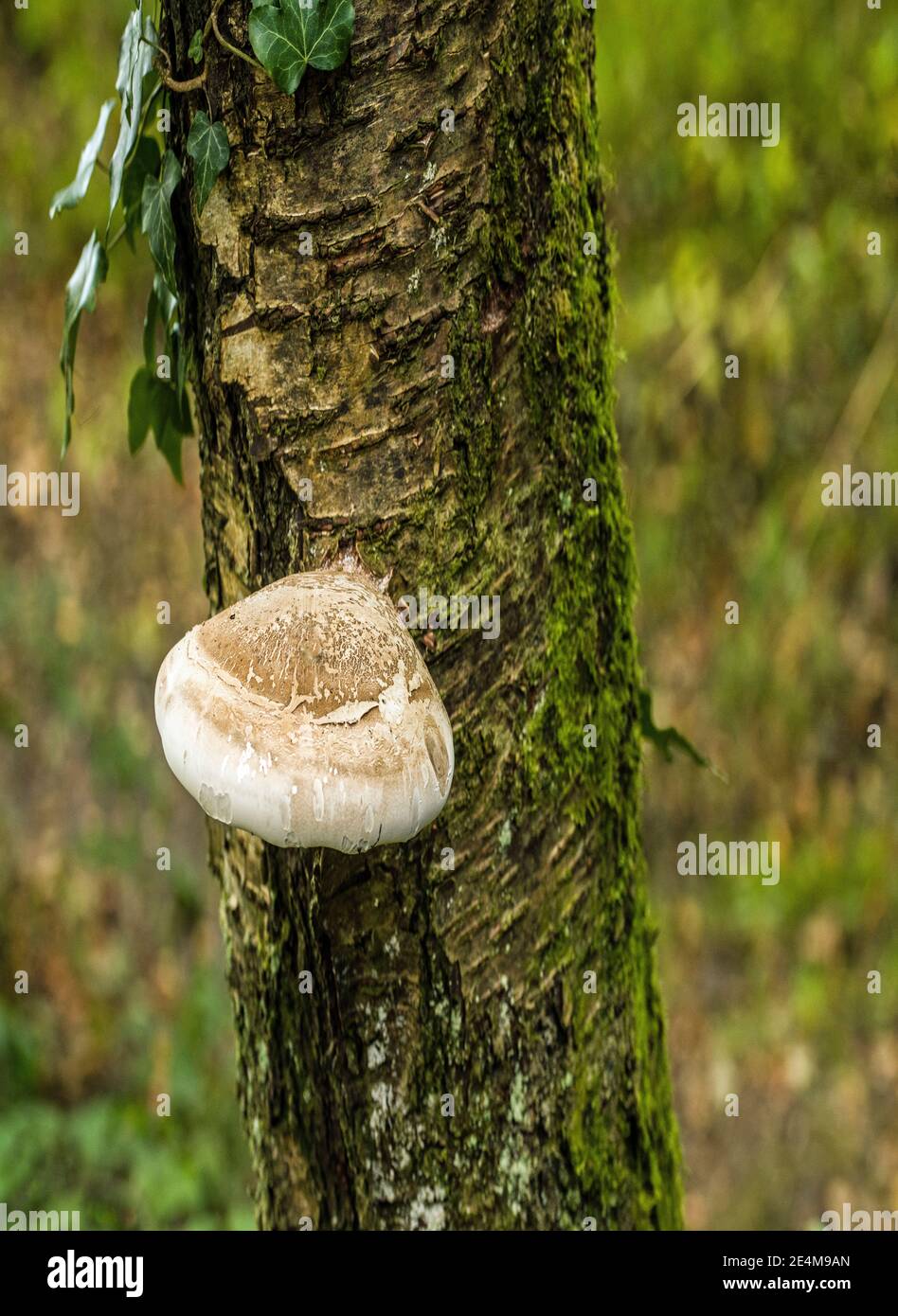 Birch Polypore on Silver Birch Trees in woodland Stock Photo