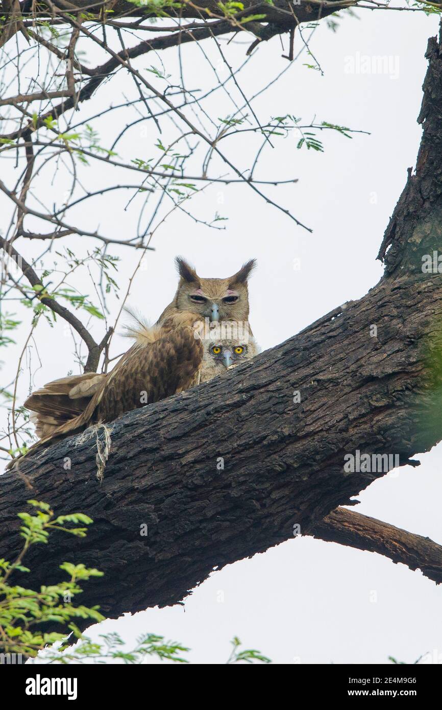 Eurasian Eagle Owl (Bubo bubo) and owlet perched in a tree Stock Photo