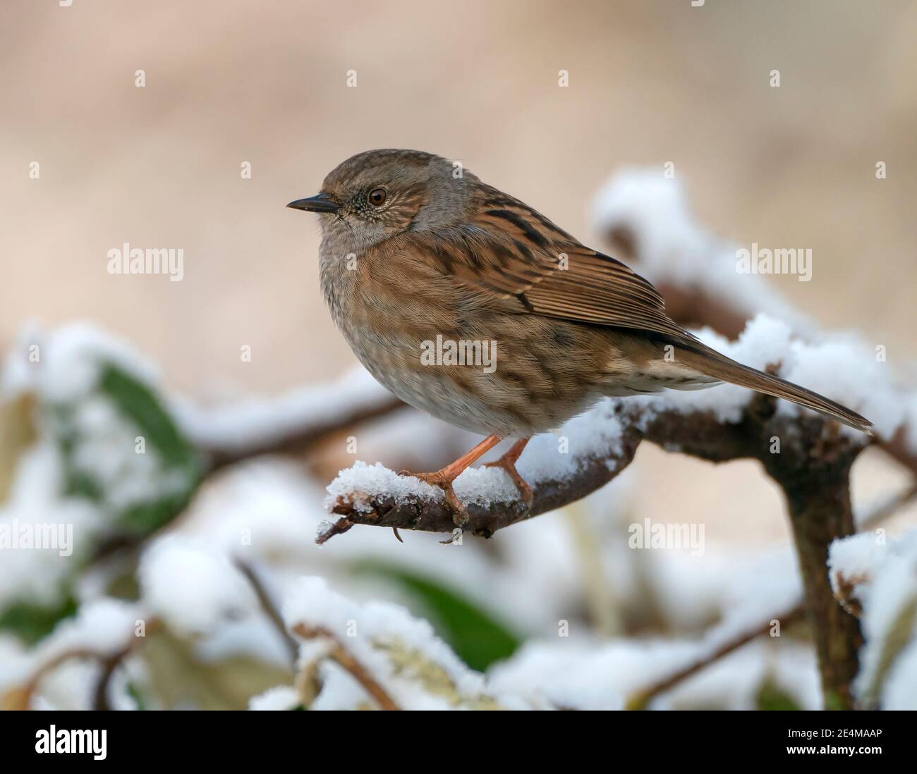 A dunnock (Prunella modularis) perched on a snow covered branch, Warwickshire Stock Photo