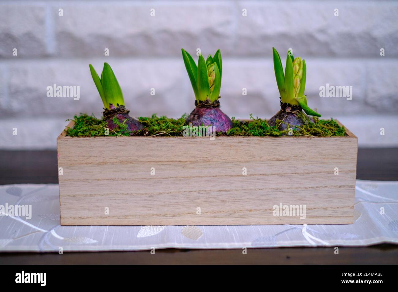 in the wooden box standing on a sideboard are 3 flower bulbs Stock Photo