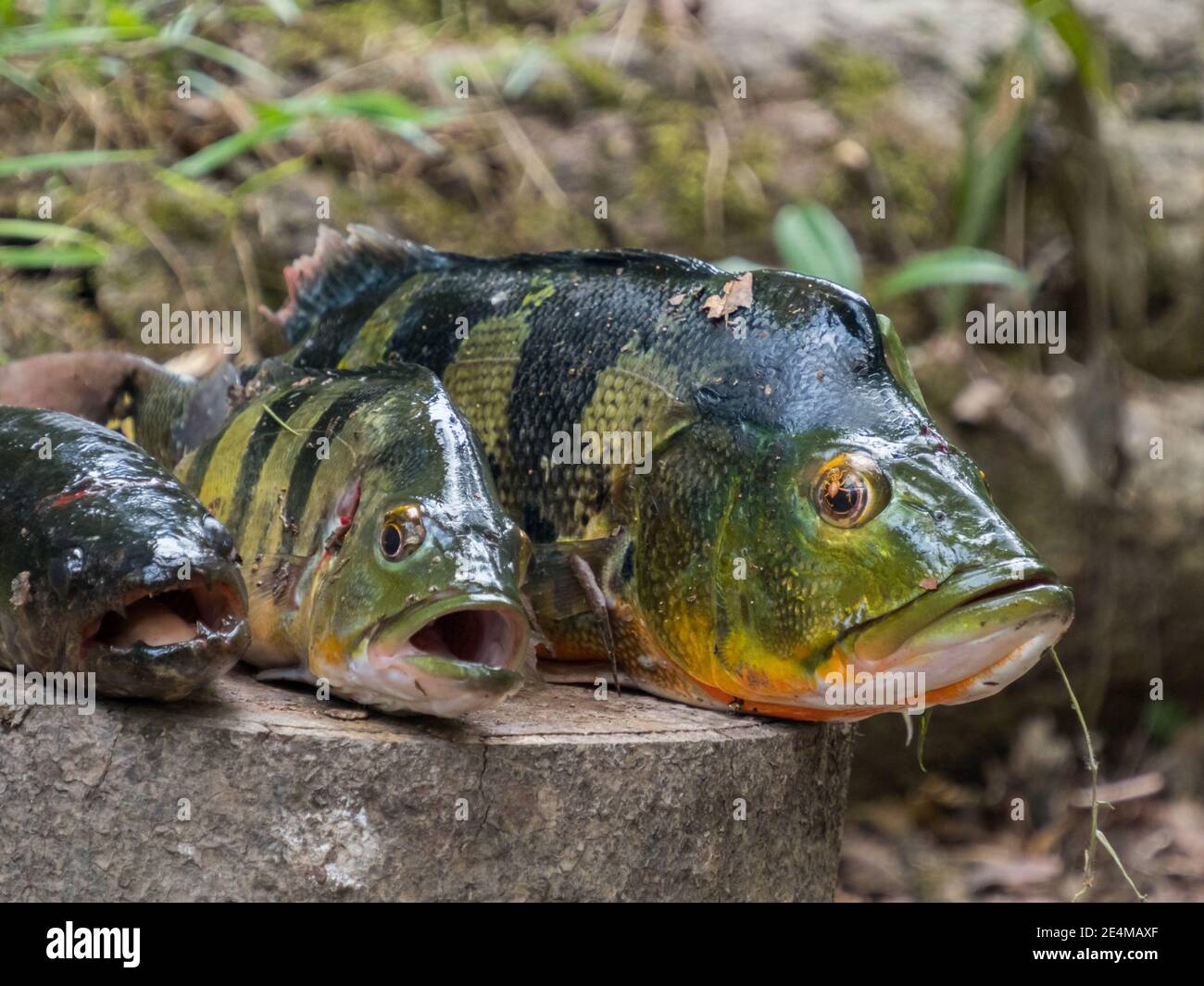 South American fishes. Original name: Peacock Cichlid, Cichla ocellaris. Peacock Bass, Cichlidae family, Amazonia. Stock Photo