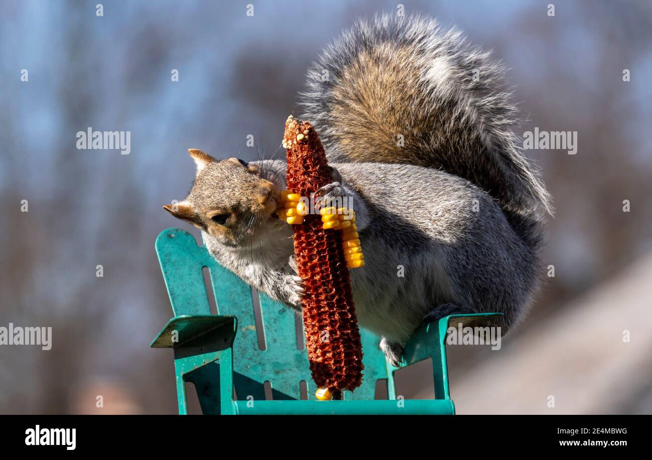 Squirrel nibbles away at a corn cob Stock Photo Alamy