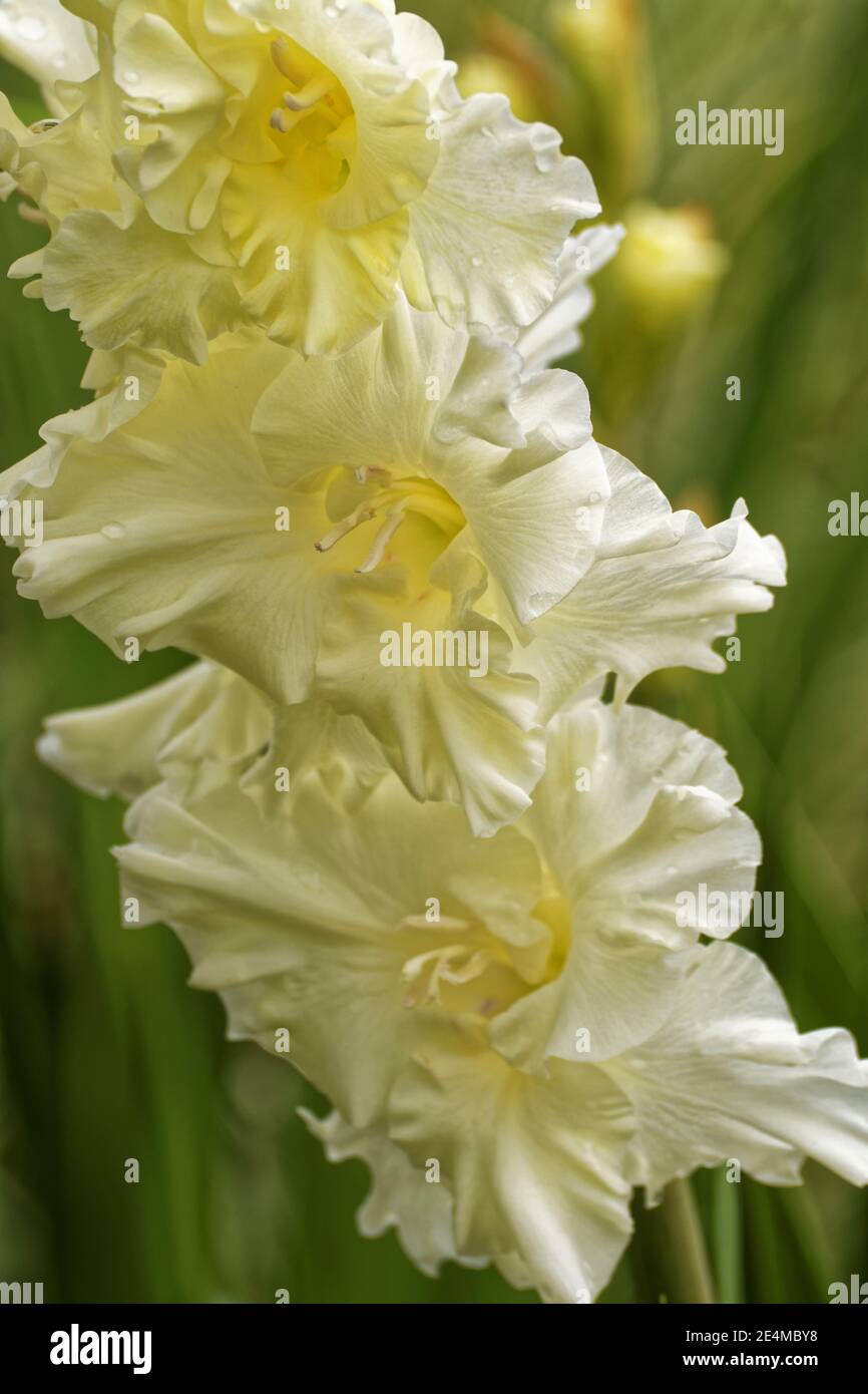Photo Gladioli, flowers, bouquet,gladioli, gladioli, white gladioli