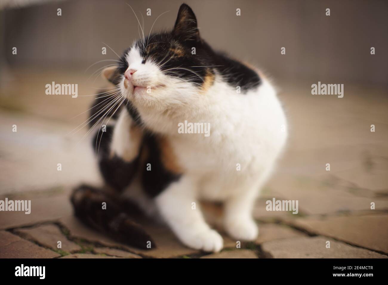 Big fluffy tricolor cat paw scratches behind the ear. Fleas and ticks in domestic animals. Stock Photo