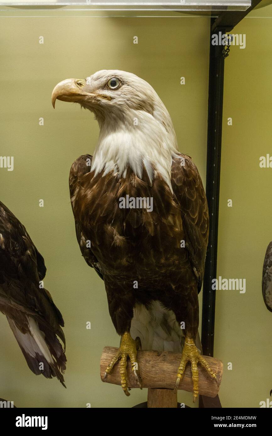 A stuffed/preserved Bald eagle (Haliaeetus leucocephalus) from North America, Natural History Museum at Tring, Herts, UK. Stock Photo