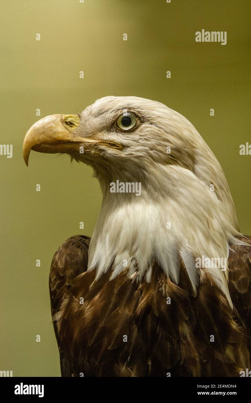 A stuffed/preserved Bald eagle (Haliaeetus leucocephalus) from North America, Natural History Museum at Tring, Herts, UK. Stock Photo