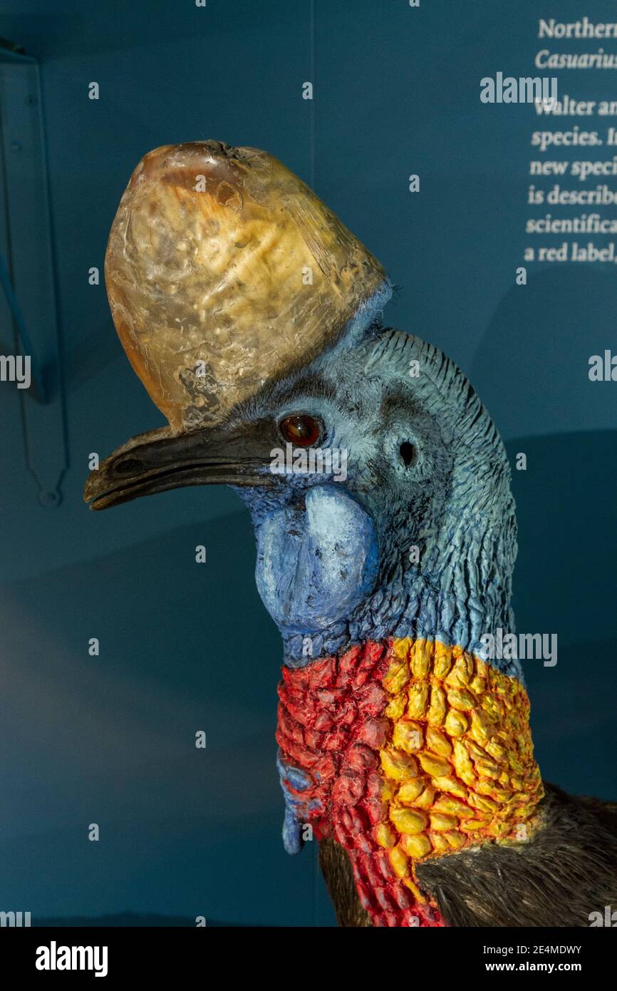The head of a northern cassowary (Casuarius unappendiculatus), Natural History Museum at Tring, Herts, UK. Stock Photo