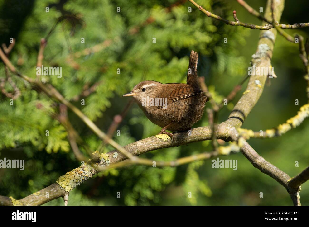 Dumpy, bland brown wren perched on a tree branch in The Valley Gardens, Harrogate, North Yorkshire, England, UK. Stock Photo