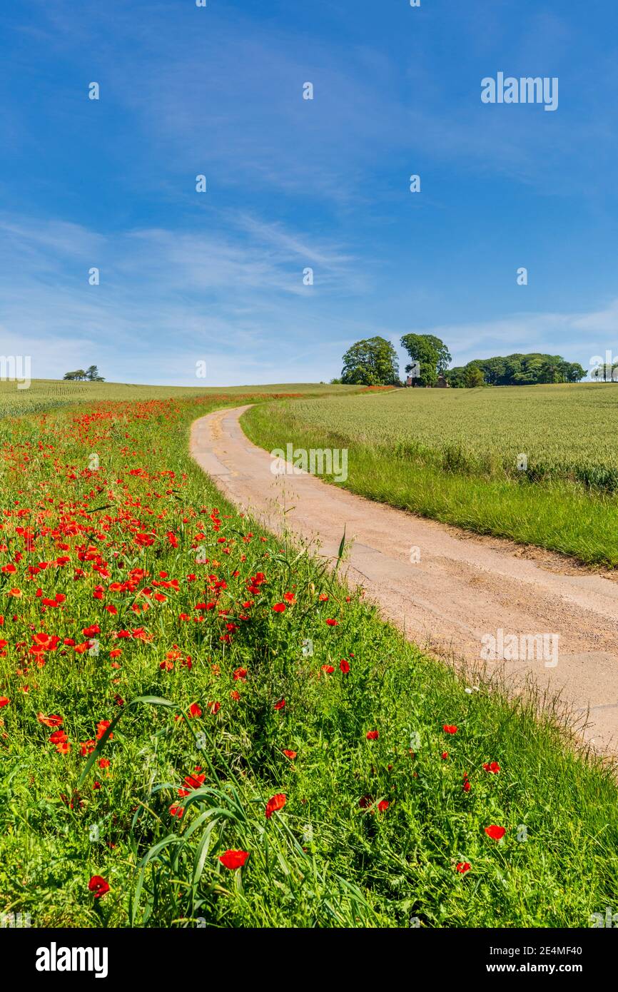 Red poppies growing on the side of the farm track on Bredon Hill in the Cotswolds AONB. Worcestershire, England Stock Photo