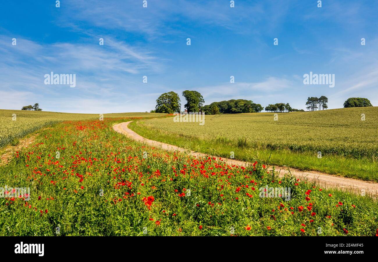 Red poppies growing on the side of the farm track on Bredon Hill in the Cotswolds AONB. Worcestershire, England Stock Photo