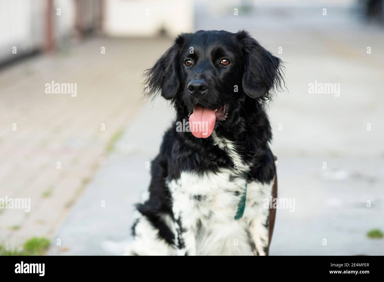 A beautiful black and white spotted stabyhoun dog sitting outside with his tongue sticking out of his mouth. Portrait of a rare dutch dog breed. Bokeh Stock Photo