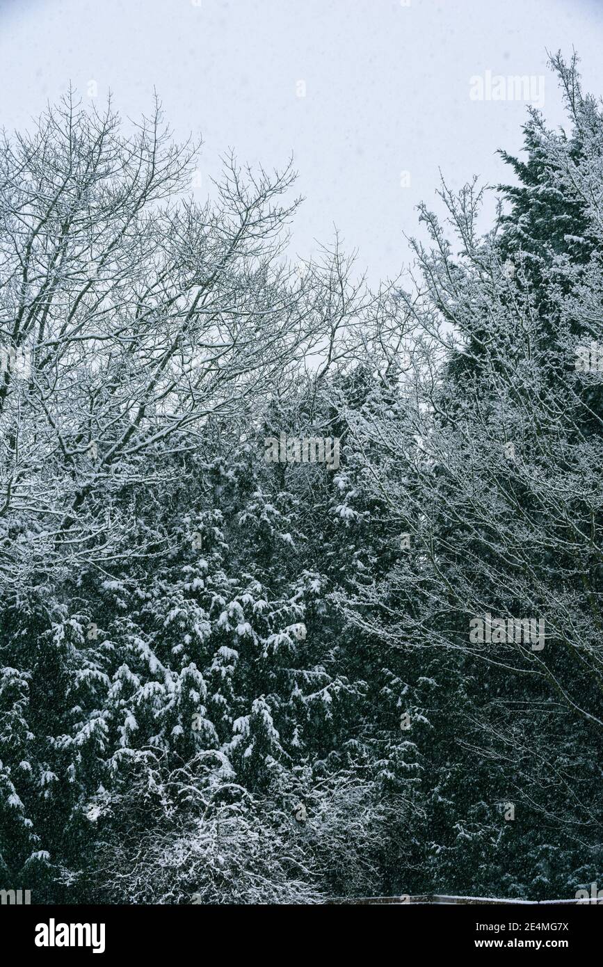 Heavy snow settles on hi-res stock photography and images - Alamy