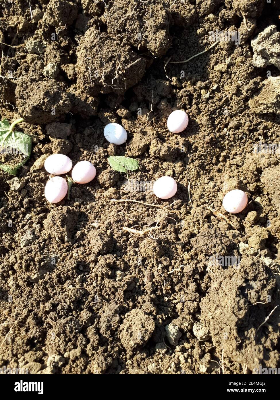 Sand lizard eggs hires stock photography and images Alamy