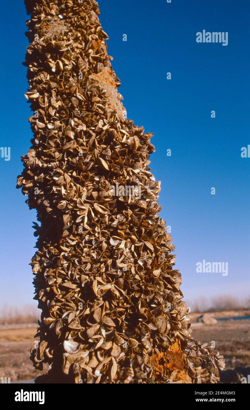 Zebra mussels great lakes hi-res stock photography and images - Alamy