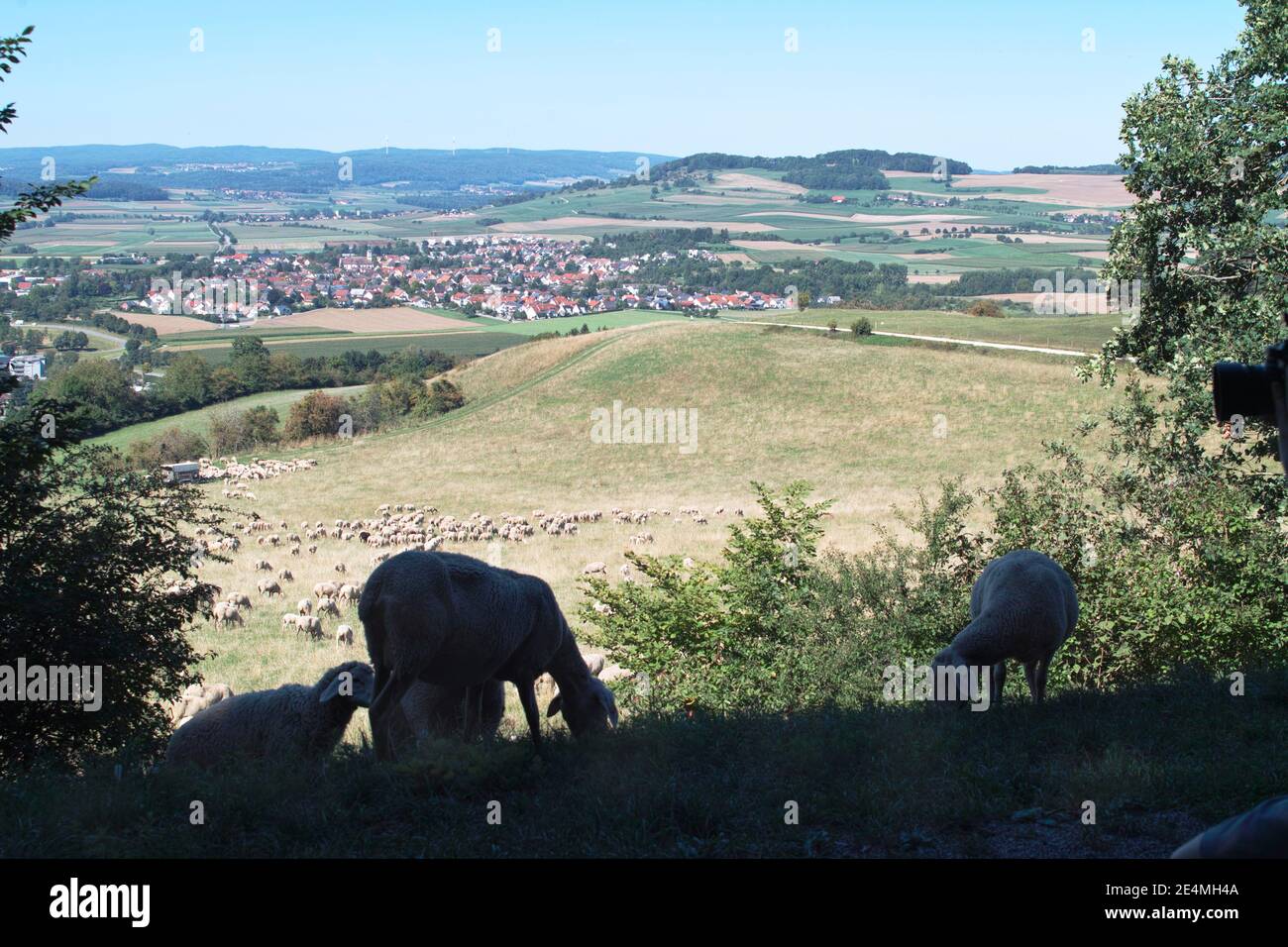 flock of sheep on meadow and slope Stock Photo - Alamy