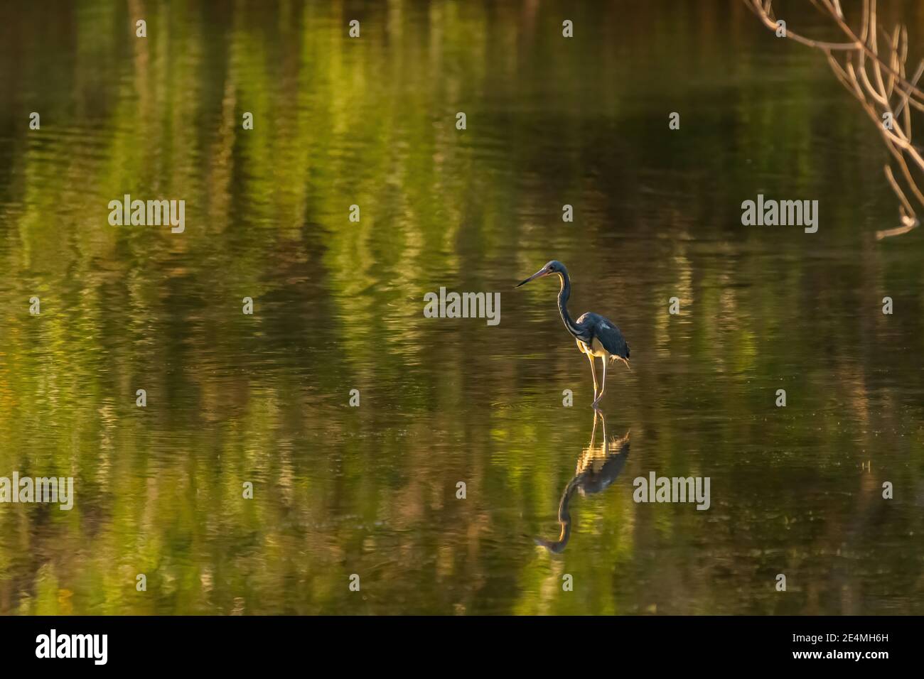 A Tricolored Heron (Egretta tricolor) wading through reflections of greenery in Florida, USA. Stock Photo
