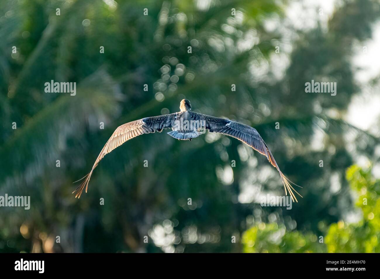 A Brown pelican (Pelecanus occidentalis) flying away against a green palm tree background. Stock Photo