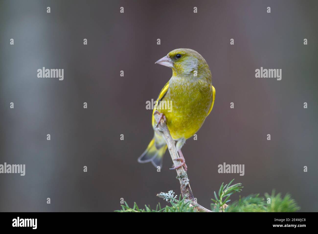 Adult Male European Greenfinch Chloris chloris clinging to a small branch at the top of a pine tree against a clean background in Norway during winter Stock Photo