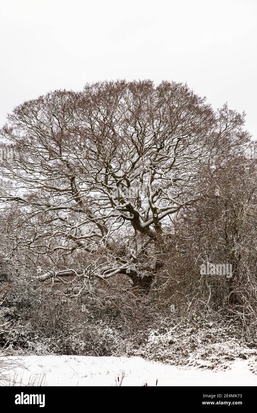 Trees in winter snow, North Wales Stock Photo
