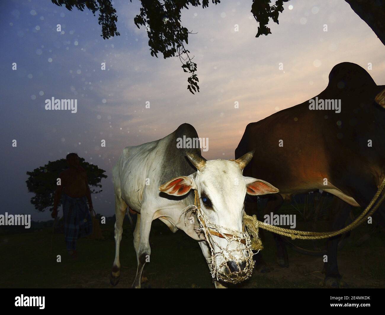 A closeup shot of cows walking in a natural landscape in the evening ...