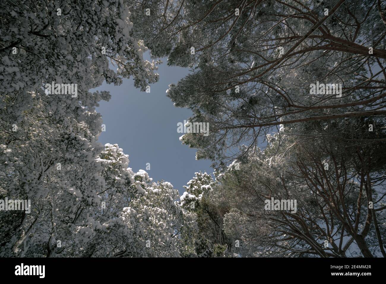 Snowy trees from below in winter Stock Photo - Alamy