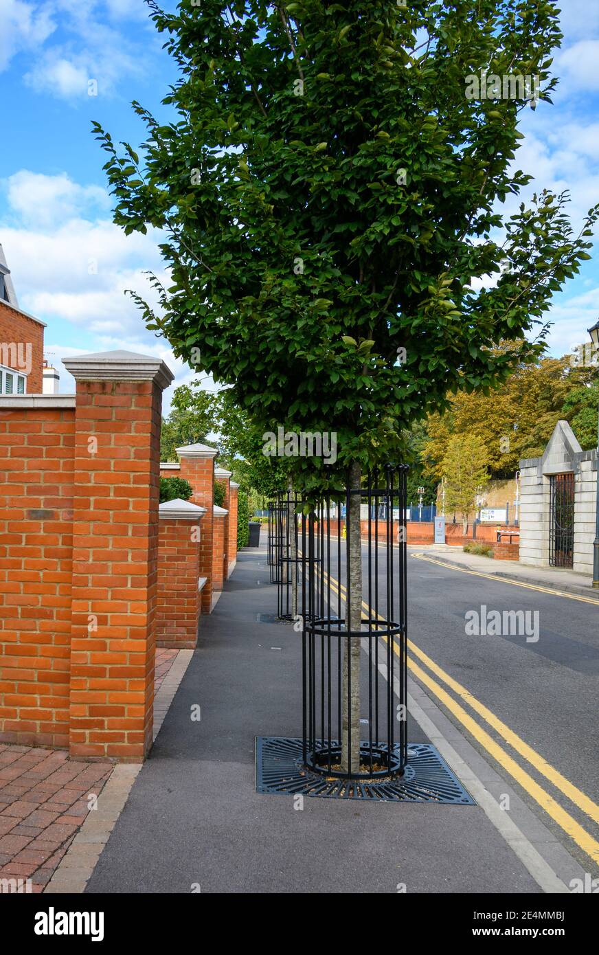 Fenced in trees Stock Photo Alamy