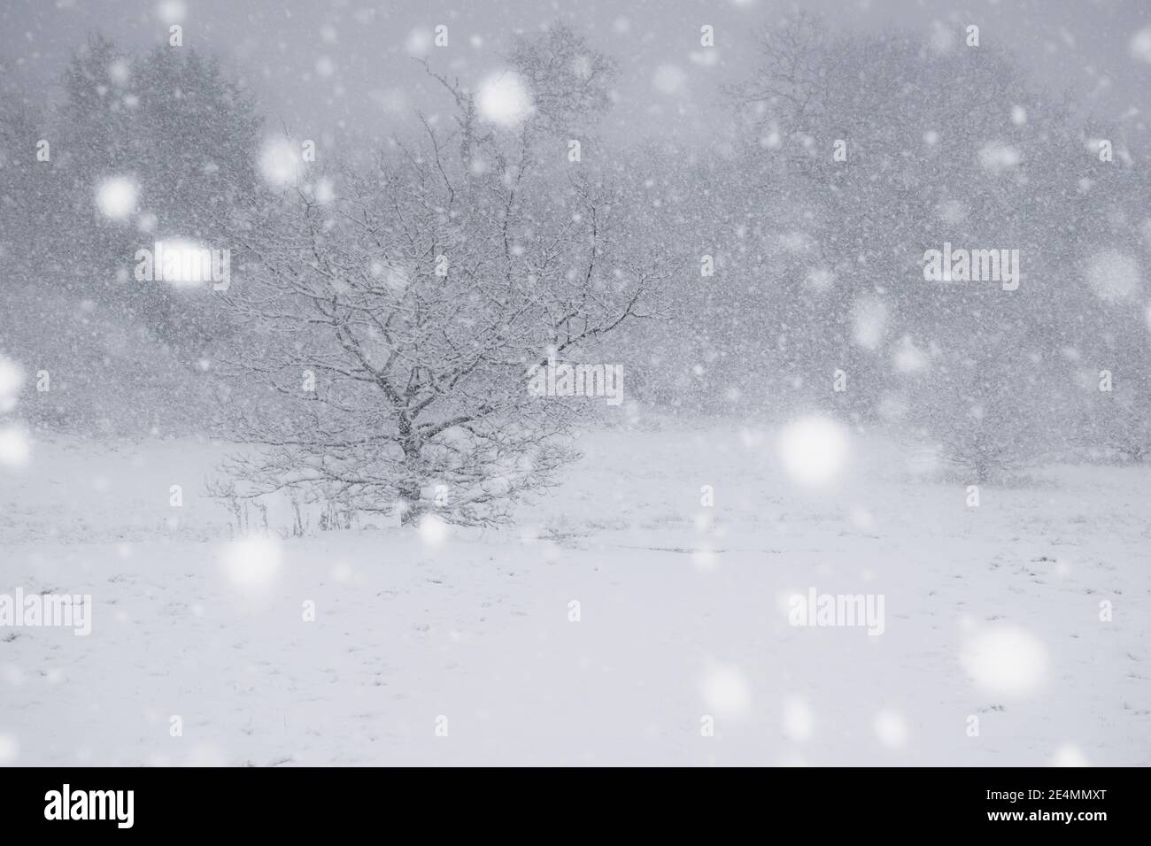Single tree on the snow field during snow storm Stock Photo - Alamy