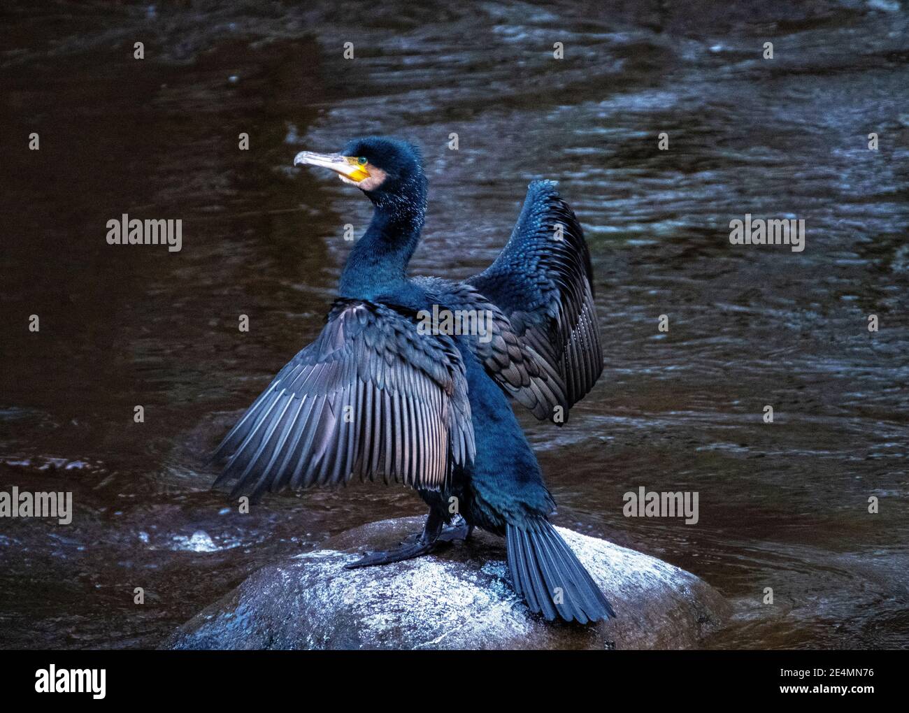 Cormorant (Phalacrocorax carbo) perched on a stone in the River Almond drying it wings, Almondell Country Park, West Lothian. Stock Photo