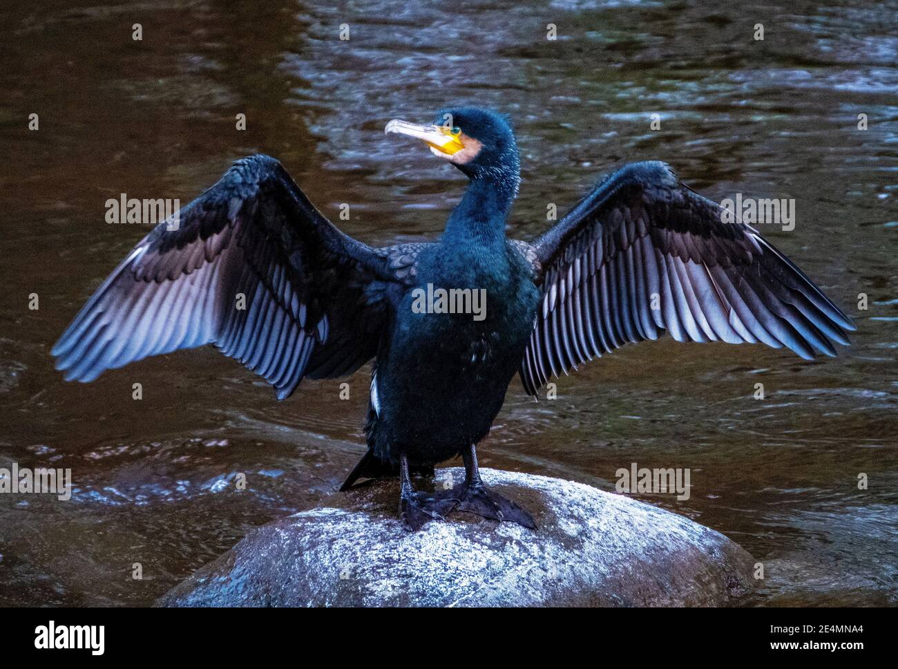 Cormorant (Phalacrocorax carbo) perched on a stone in the River Almond drying it wings, Almondell Country Park, West Lothian. Stock Photo