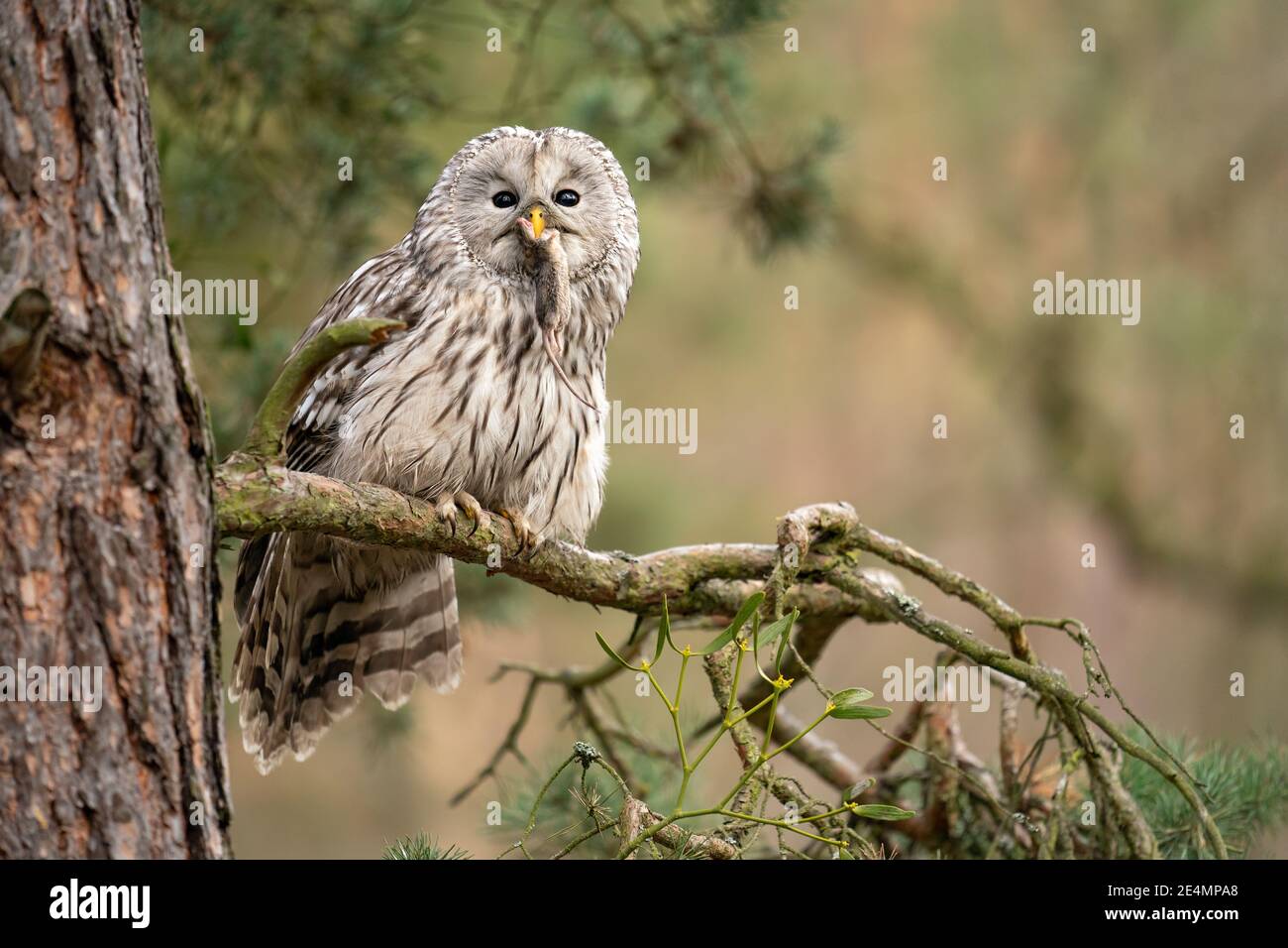Owl sitting on a coniferous tree with haunted mouse in his beak. Strix uralensis Stock Photo
