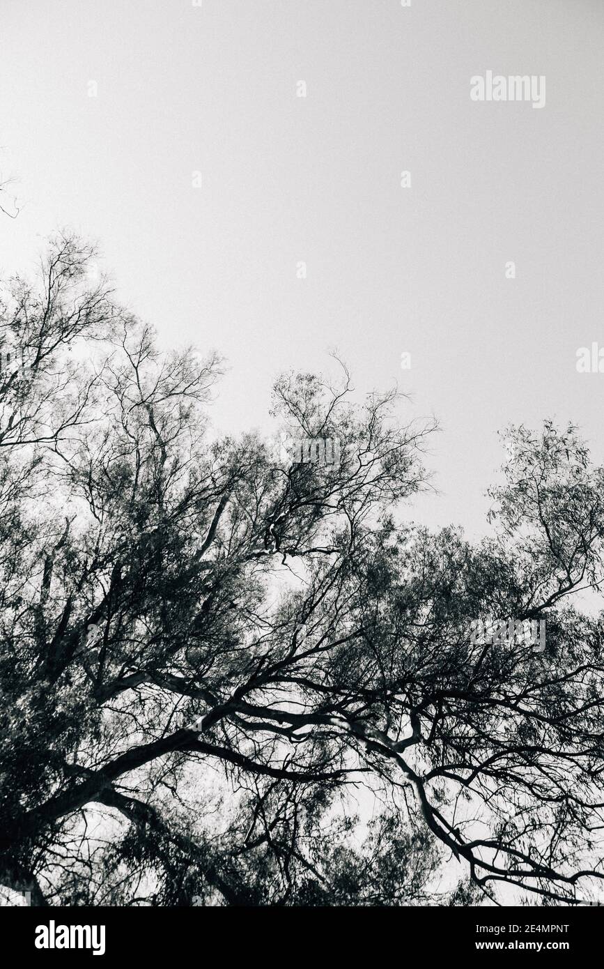 Black silhouettes leaves trees hi-res stock photography and images - Alamy