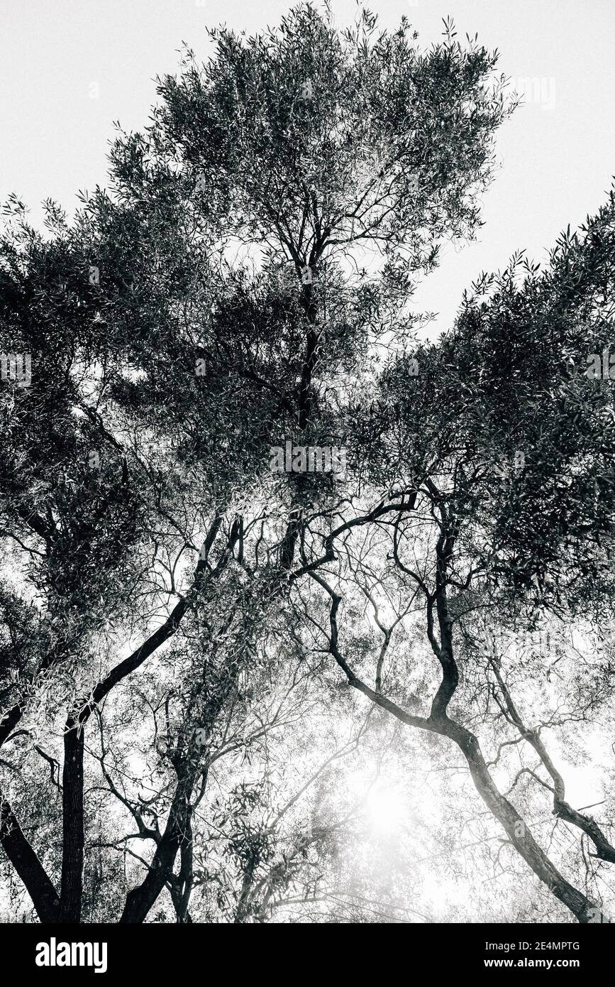 Black silhouettes leaves trees hi-res stock photography and images - Alamy