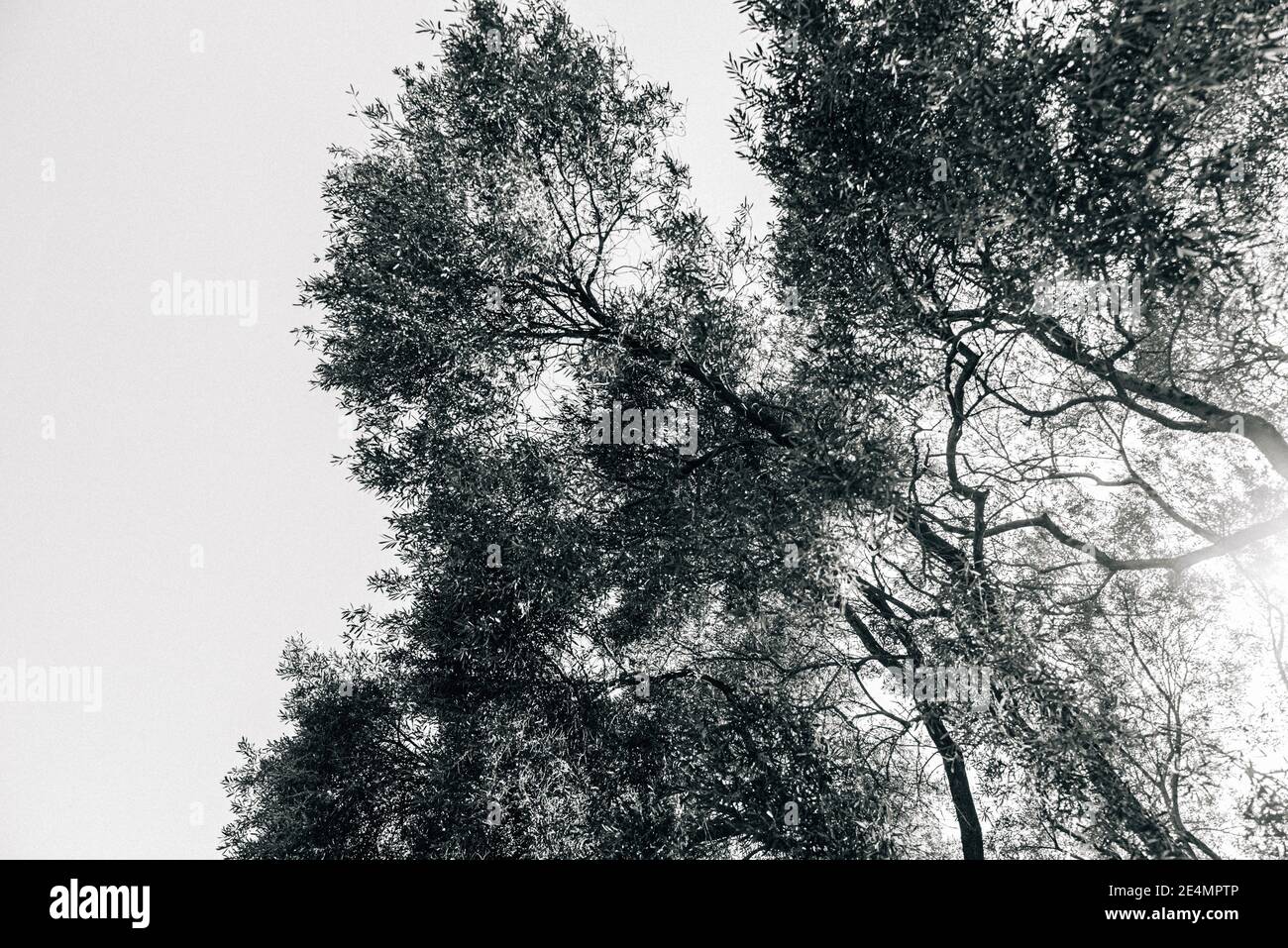 Black silhouettes leaves trees hi-res stock photography and images - Alamy