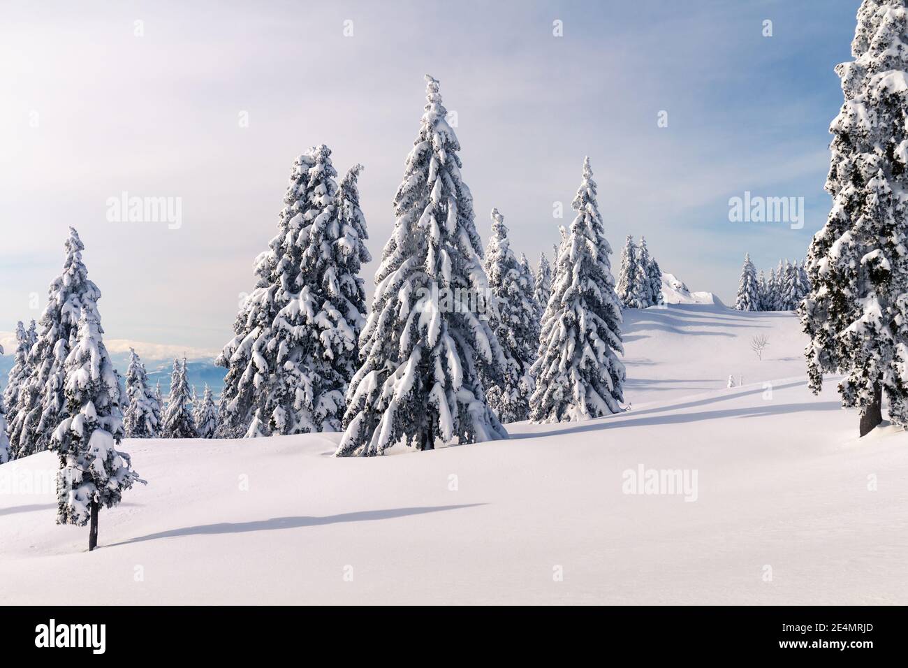 Winter landscape with snow covered pines in mountains. Clear blue skies with sunlight. Stock Photo