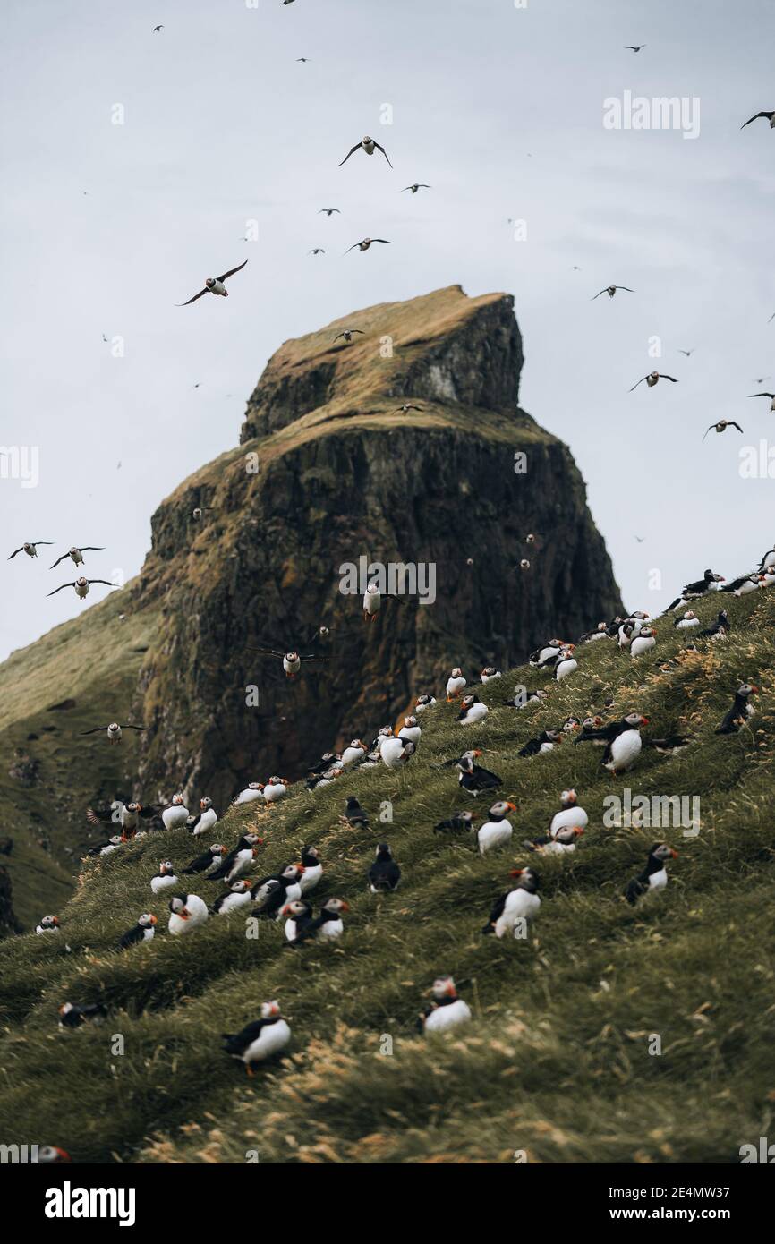 Puffins at the Mykines Island, part of the Faroe Islands in the North Atlantic ocean. Stock Photo