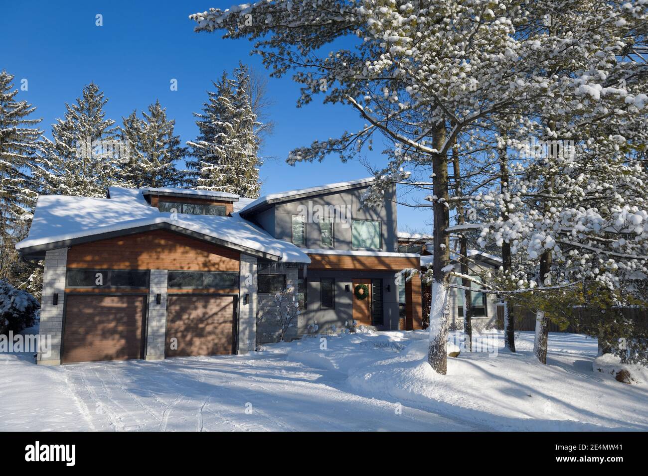 Modern Ontario house after snow storm with snow covered White Pine and Spruce trees on a blue sky Stock Photo