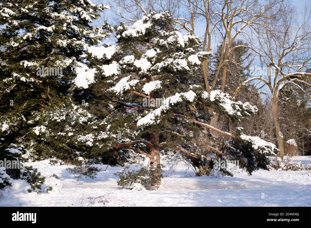 A Pyramidal Scots Pine, pinus sylvestris Fastigiata, covered with snow on a sunny winter day Stock Photo